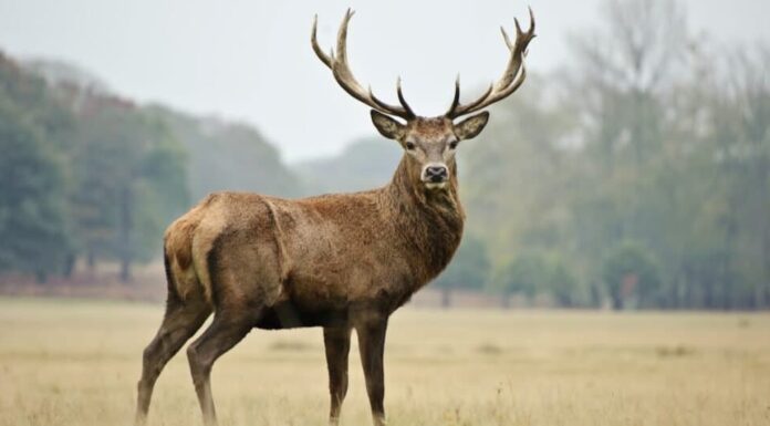 Gli animali più letali d'America