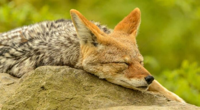 Come e dove dormono i coyote - Coyote Resting