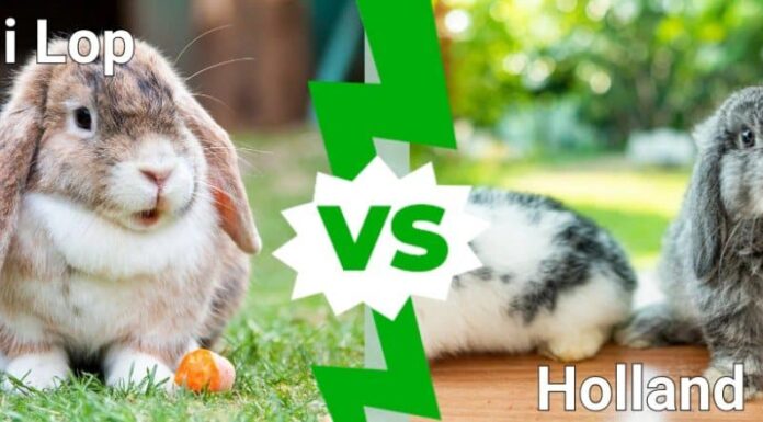 Coniglietti Mini Lop contro Holland Lop: come distinguere le differenze
