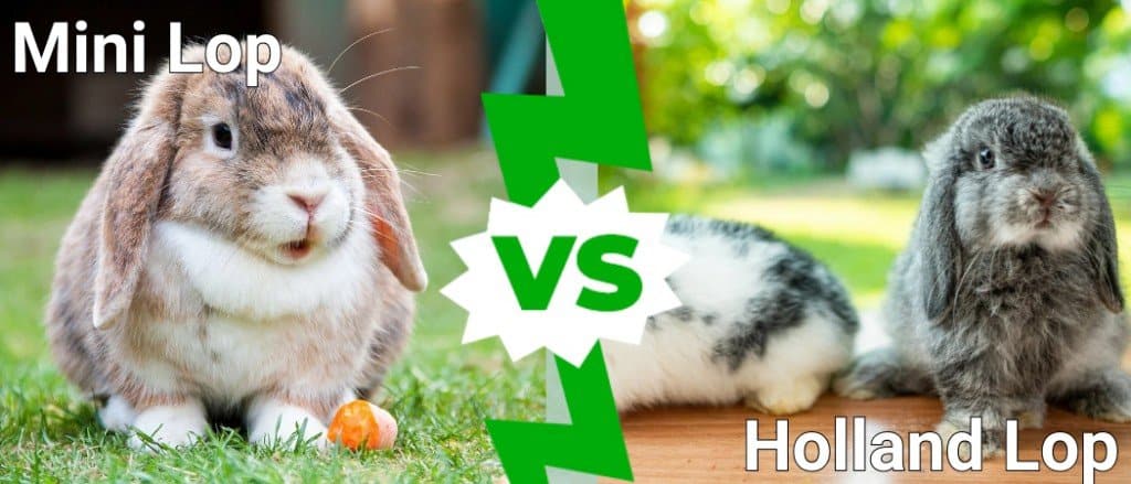 Coniglietti Mini Lop contro Holland Lop: come distinguere le differenze