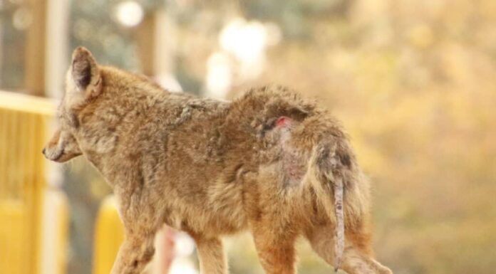 Coyote con rogna: cosa significa?
