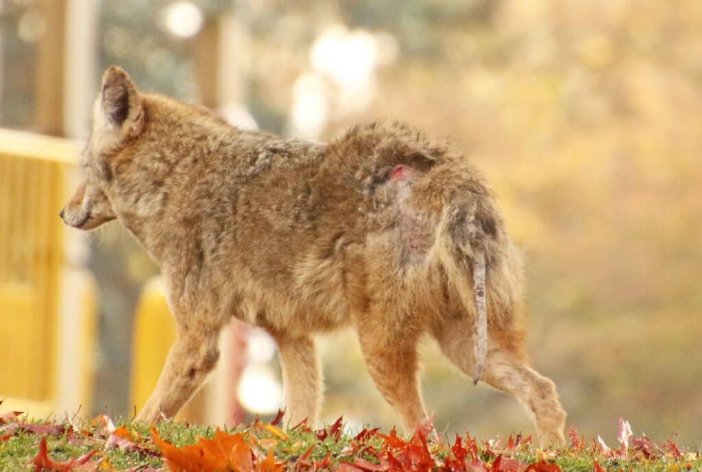 Coyote con rogna: cosa significa?