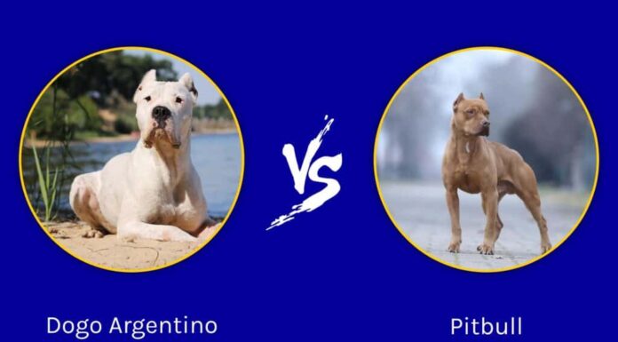 Dogo Argentino contro Pitbull