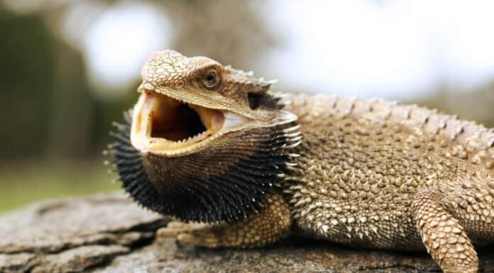 Denti di lucertola barbuta - Bocca aperta