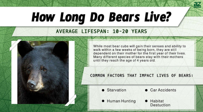 Durata della vita degli orsi: quanto vivono?
