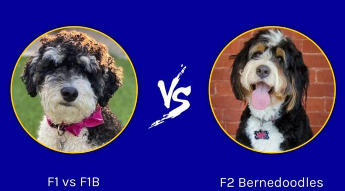 Bernedoodle F1 contro F1B contro F2
