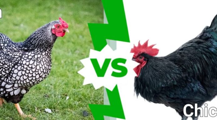 Gallina contro Pollo