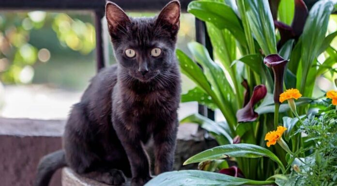 Bombay seduta accanto a una pianta