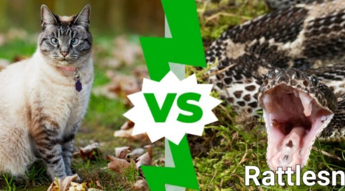 Gatto contro serpente a sonagli