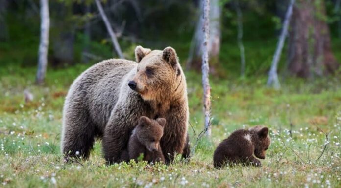 Gli orsi sono imparentati con i cani?