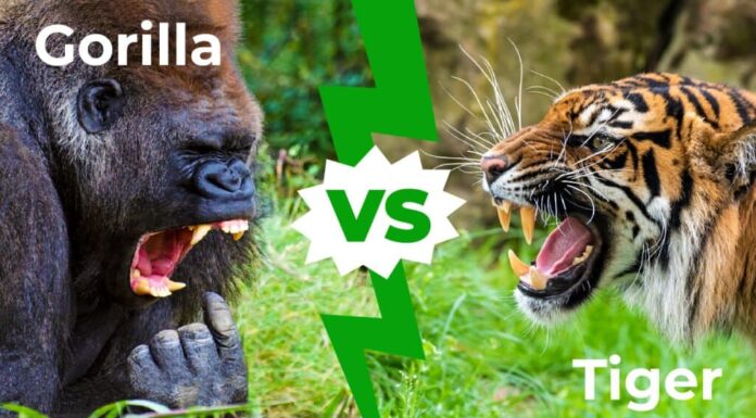 Gorilla contro tigre