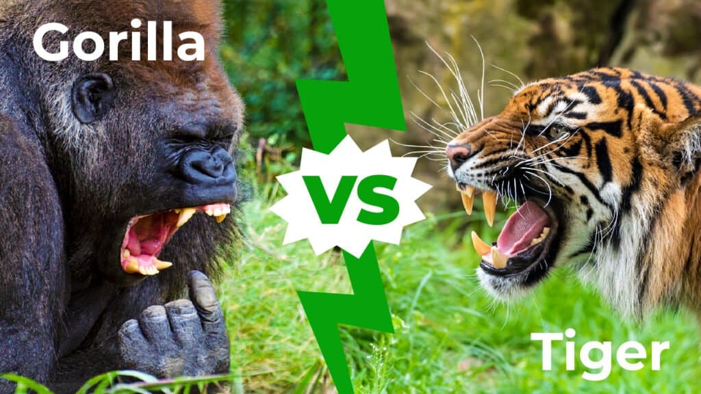 Gorilla contro tigre