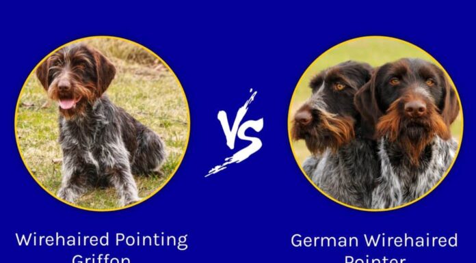 Griffone a pelo duro contro cane da ferma tedesco a pelo duro