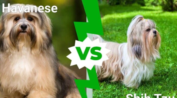 Havanese contro Shih Tzu