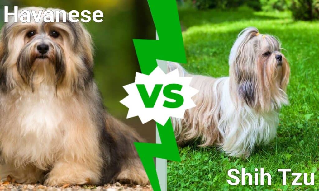 Havanese contro Shih Tzu
