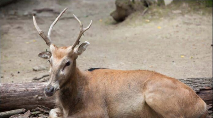 Il cervo più grande - Il cervo di Pere David