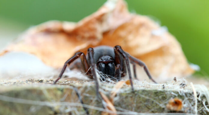 Ragno tessitore di pizzo nero
