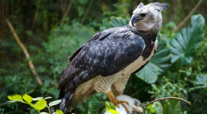 Aquila Arpia che guarda indietro a sinistra