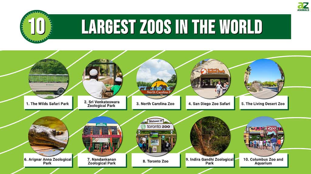 I 10 zoo più grandi del mondo nel 2024