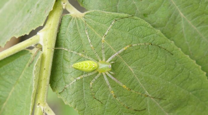 I 12 ragni più terrificanti trovati in Messico
