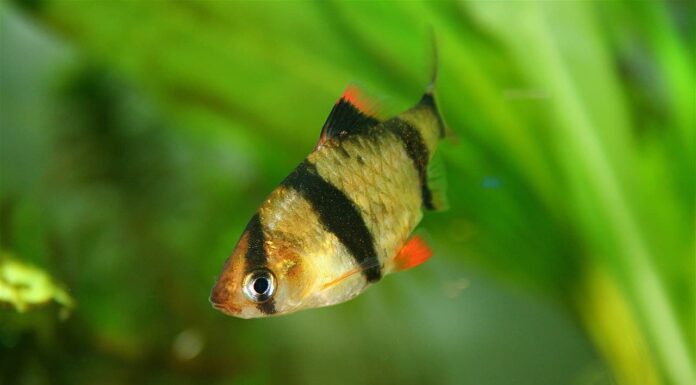 I 15 migliori compagni di vasca da abbinare agli squali arcobaleno
