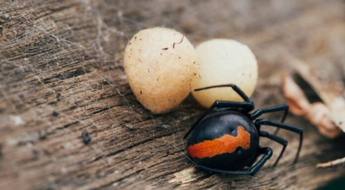 Ragno dalla schiena rossa e uova