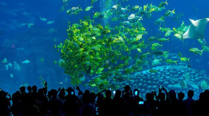 La folla di visitatori dell'acquario sta di fronte a un'enorme vasca al Chimelong Ocean Kingdom