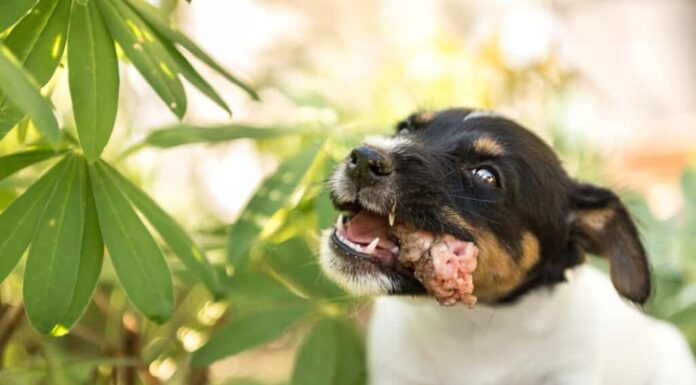 Cucciolo di cane carino che mangia il collo di pollo - 8 settimane - cane da caccia Jack Russell Terrier
