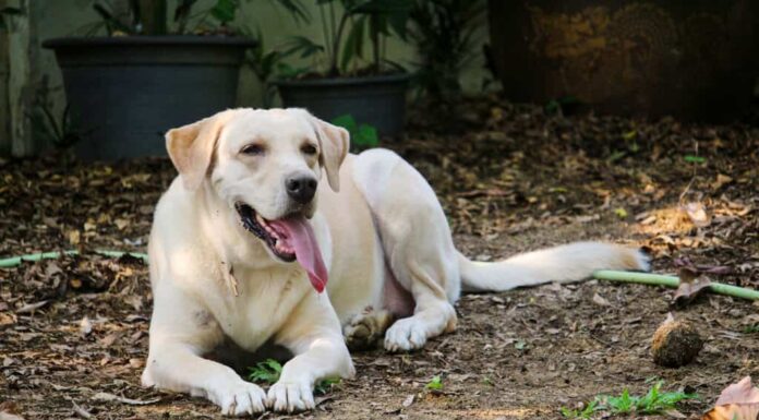 I Labrador retriever sono fantastici con i bambini