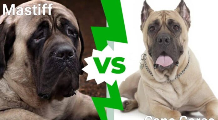 Il Mastino contro il Cane Corso: spiegate le differenze principali
