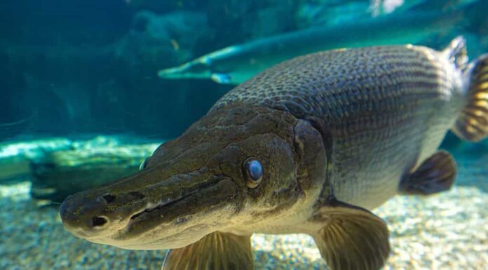 L'alligatore-gar (Atractosteus spatula) è un pesce eurialino con pinne raggiate, imparentato con il bowfin e appartenente all'infraclasse Holostei.