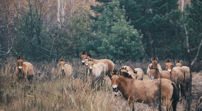 Cavalli selvaggi a Chernobyl