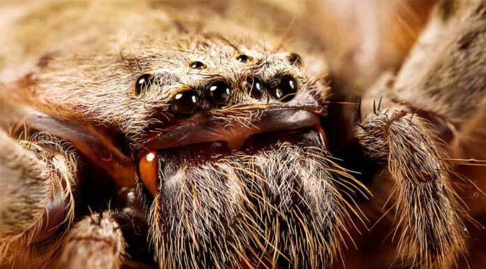 Primo piano del ragno cacciatore