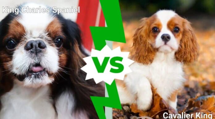 King Charles Spaniel contro Cavalier King Charles Spaniel