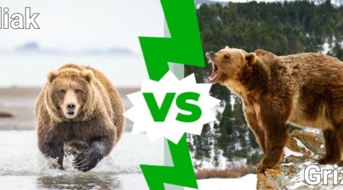 Kodiak contro grizzly