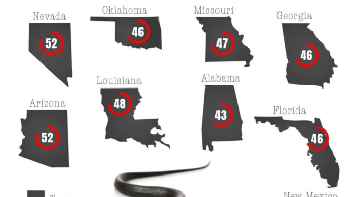 Le 11 aree più infestate dai serpenti negli Stati Uniti nel 2024
