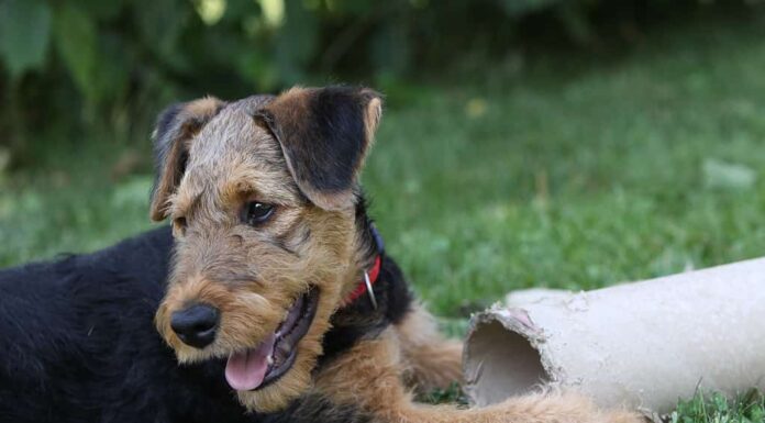 Airedale Terrier (cucciolo)