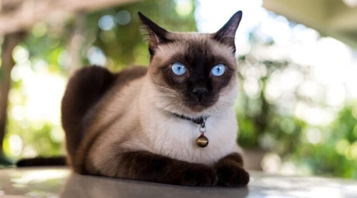 Gatto siamese appoggiato sul pavimento.