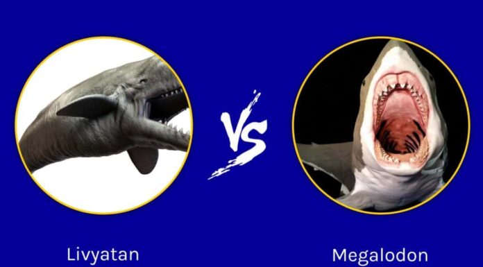 Livyatan contro Megalodon