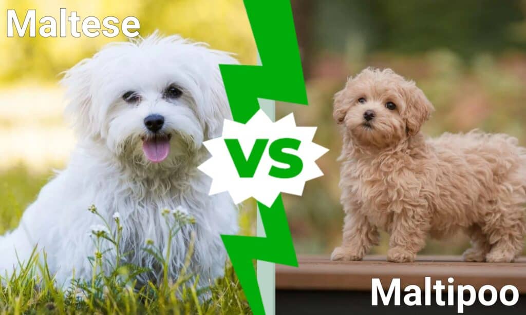 Maltese contro Maltipoo