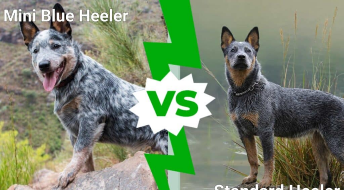 Mini Blue Heeler contro Standard Heeler
