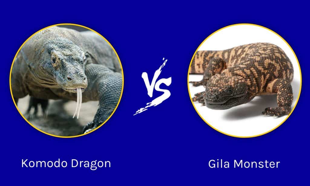 Drago di Komodo contro mostro di Gila
