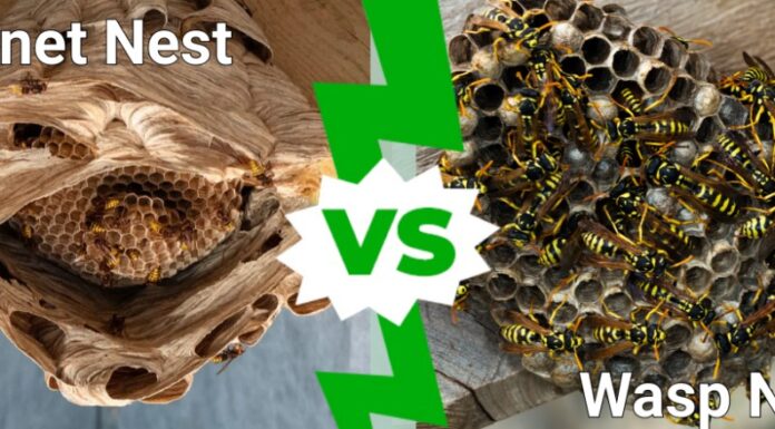 Nido di calabroni contro nido di vespe