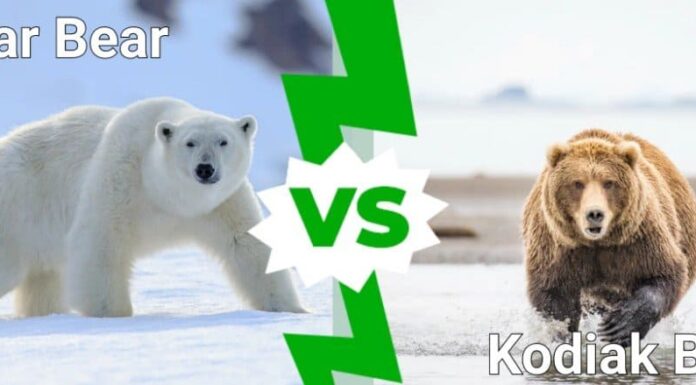 orso polare contro orso kodiak