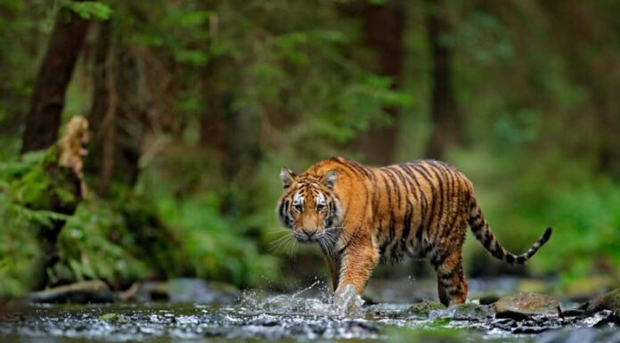 Tigre, Animali allo stato brado, Foresta, Acqua, Testa di animale