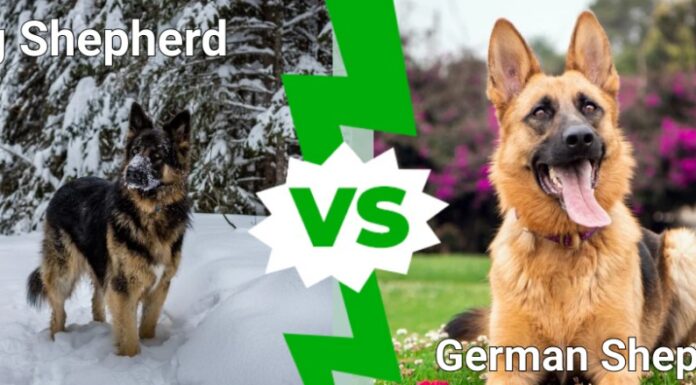 pastore tedesco contro pastore reale