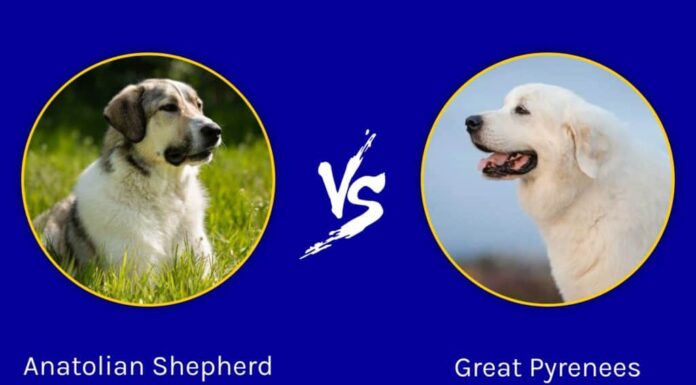 Pastore dell'Anatolia contro i Pirenei: spiegate le differenze principali
