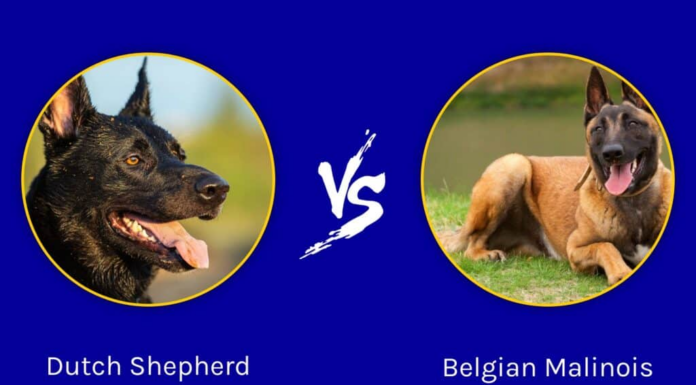 Pastore olandese contro Malinois belga: spiegate le differenze principali
