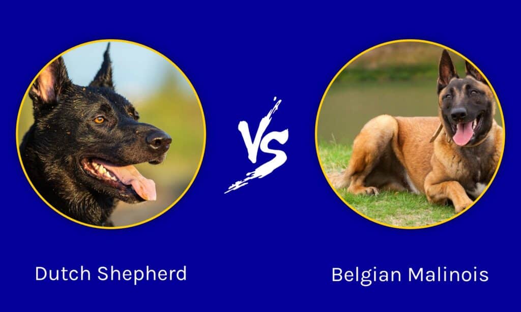 Pastore olandese contro Malinois belga: spiegate le differenze principali