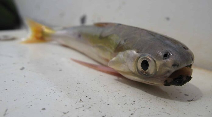 Pesci mortali: i 10 pesci più mortali del mondo
